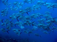 School of Permits. This school of permits contained 60-80 individuals, each over a foot long. The school was observed in the Dry Tortugas, Florida.(Original source: National Ocean Service Image Gallery). Original public domain image from Flickr