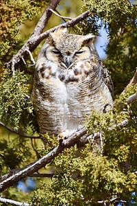 Great horned owl. Original public domain image from Flickr