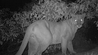 Uncollared male mountain lion. This uncollared mountain lion's habitat appears to be east of the 405 Freeway. Video captured on the morning of September 7, 2019 shows it chasing P-61 in the area east of the 405. Original public domain image from Flickr