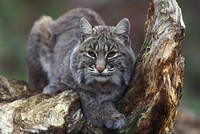 Bobcat. Original public domain image from Flickr