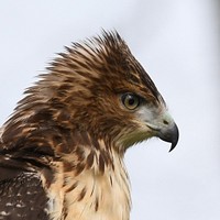 Red-tailed HawkPhoto by Grayson Smith/USFWS. Original public domain image from Flickr