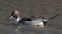 Northern Pin Tail Duck