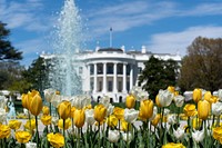Tulips at the White HouseFlowers decorate the fountain Friday, April 3, 2020, on the South Lawn of the White House. (Official White House Photo by Andrea Hanks). Original public domain image from Flickr
