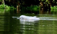 Indo-Pacific finless porpoise. Original public domain image from Flickr