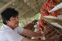 Man at chicken farm. Merawat unggas agar tetap sehat. Photo courtesy of FAO ECTAD, USAID EPT-2. Original public domain image from Flickr