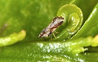 Asian citrus psyllid cause damage to citrus leaves and can transmit the bacteria that causes Huanglongbing while feeding. Huanglongbing is the most serious disease threatening US citrus production.USDA Photo by David Hall. Original public domain image from Flickr