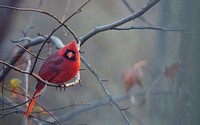 Red bird perching on branch. Original public domain image from Flickr