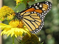 Ventral view of monarch butterfly nectaring on golden crownbeard (Verbesina encelioides) on private land in Stillwater, Oklahoma, October 2, 2008.(USDA/NRCS photo by Ray A. Moranz). Original public domain image from Flickr