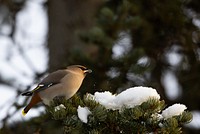 Bohemian Waxwing