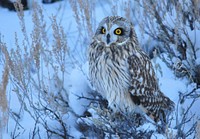 Short-eared owl. Original public domain image from Flickr