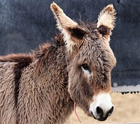 Cute donkey. Original public domain image from Flickr
