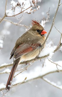Female Northern Cardinal on branch. Original public domain image from Flickr