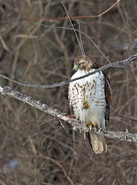 Red-tailed hawk perched in a treePhoto by Mike Budd/USFWS. Original public domain image from Flickr