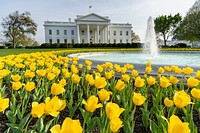 Yellow tulips bloom Thursday, April 8, 2021, on the North Lawn of the White House. (Official White House Photo by Carlos Fyfe). Original public domain image from Flickr