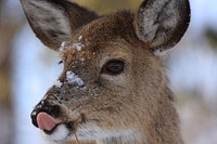 Deer with snow on nose. Original public domain image from Flickr