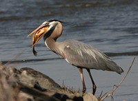 Great blue heron holding a fish in its mouth at John Heinz National Wildlife Refuge in Philadelphia, Pennsylvania. Credit: Frank Miles/USFWS. Original public domain image from Flickr