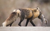 Fox carrying arctic ground squirrel. Original public domain image from Flickr