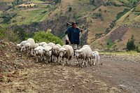 Sheep herding in the mountains. Original public domain image from Flickr
