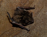 Bat survey in Ohio - 02/10/2011