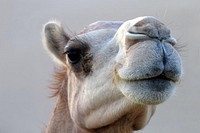 United Arab Emirates Abu Dhabi camel. Original public domain image from Flickr