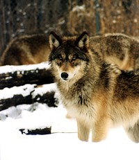 Gray wolves standing in snow. Original public domain image from Flickr