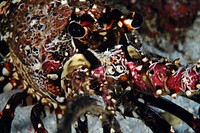 Hawaiian Spiny LobsterHawai'ian spiny lobster at Necker Island in the Papahānaumokuākea Marine National Monument.(Original source: National Ocean Service Image Gallery). Original public domain image from Flickr