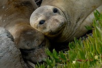 Northern Elephant Seals on grass. Original public domain image from Flickr