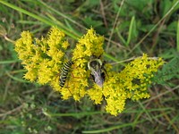 Locust Borer and Bee on Goldenrod flower. Free public domain CC0 photo.