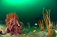 Diving with SpongesSponges in Gray's Reef National Marine Sanctuary off the coast of Georgia. Within this sanctuary, there are rocky ledges with sponge and coral live bottom communities, as well as sandy bottom areas that are more typical of the seafloor off the southeastern U.S. coast.Gray's Reef National Marine Sanctuary(Original source: National Ocean Service Image Gallery). Original public domain image from Flickr