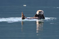 Sea otterNPS Photo/Jim Pfeiffenberger. Original public domain image from Flickr