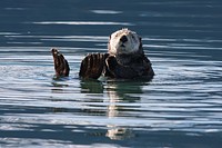 Sea otter. Original public domain image from Flickr