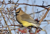 Photo of the Week - Cedar Waxwing (MA)