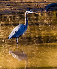 Streams Provide Crucial Habitat for Fish and Wildlife