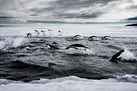 Adelie Penguins escapes the water as orcas swim. Original public domain image from Flickr