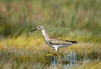 Lesser Yellowlegs