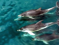 Dolphin is a common name of aquatic mammals within the infraorder Cetacea. The term dolphin usually refers to the extant families Delphinidae, Platanistidae, Iniidae, and Pontoporiidae, and the extinct Lipotidae. There are 40 extant species named as dolphins. Original public domain image from Flickr
