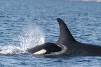 Keeping Up Southern Resident Killer Whale mother and her calf swimming.(Original source and more information: National Ocean Service Website). Original public domain image from Flickr
