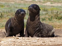 Fur Seal FacesThe many facial expressions of Northern fur seal pups. Credit: Eric Boerner, Alaska Fisheries Science Center, NOAA Fisheries Service.(Original source and more information: National Ocean Service Website). Original public domain image from Flickr