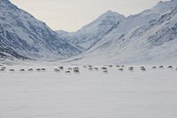 Caribou movement in springGates of the Arctic National Park and PreservePhoto by NPS / Zak Richter. Original public domain image from Flickr