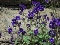 Phacelia parryi. Spring bloomer. Original public domain image from Flickr