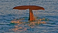 Sperm Whale about to dive.