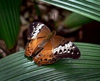 Cruiser ButterflyVindula, commonly called cruisers, is a genus of butterflies of the subfamily Heliconiinae in the family Nymphalidae found in southeast Asia and Australia. These butterflies are dimorphic. Original public domain image from Flickr