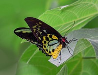 Cairns Birdwing on leaf.The Cairns Birdwing (Ornithoptera euphorion) is a species of birdwing butterfly endemic to northeastern Australia, and is Australia's largest endemic butterfly species. Original public domain image from Flickr