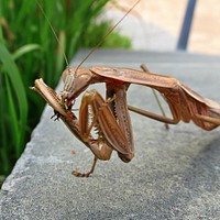 A hungry praying mantisPhoto by Bruce Hallman/USFWS. Original public domain image from Flickr