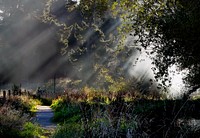 Mist in the trees. Original public domain image from Flickr