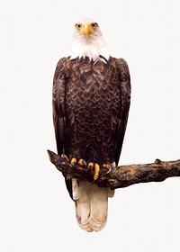 Eagle isolated on white, animal design