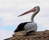 Pelican on the roof.