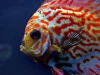 Discus have long been know as the "King of the Aquarium&rdquo; The discus is native to the Amazon and its tributaries. Original public domain image from Flickr