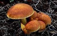 Gymnopilus junonius is a species of mushroom in the family Cortinariaceae.