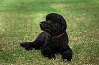 Sunny, the new Obama family pet, lies on the South Lawn of the White House, Aug. 19, 2013.